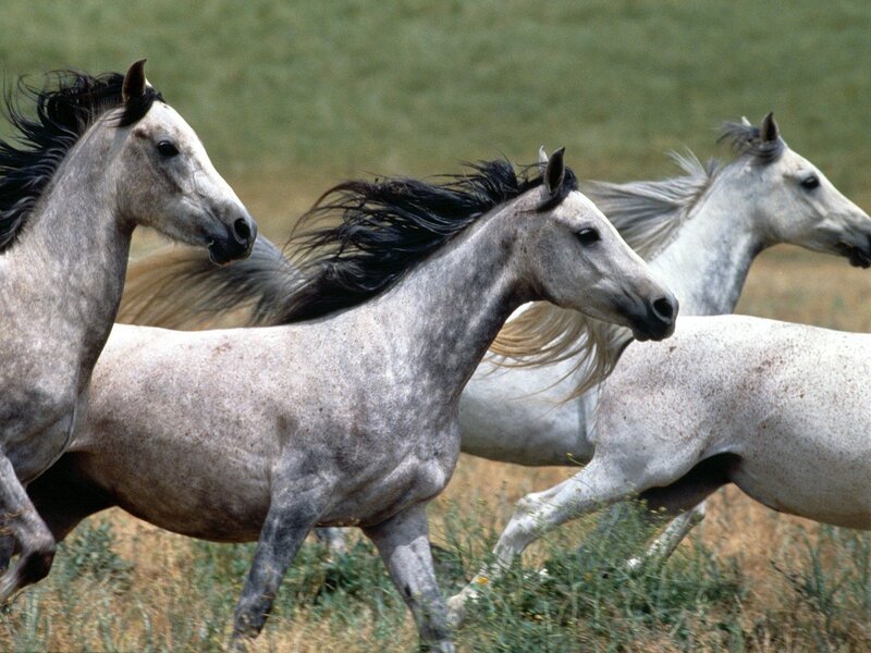 Three Grey Horses Running — Dynamic