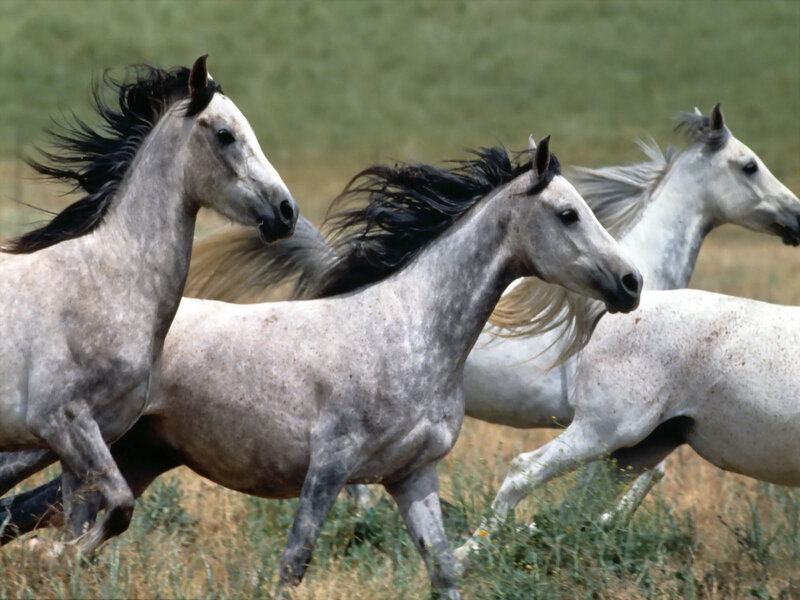Three Grey Horses Running