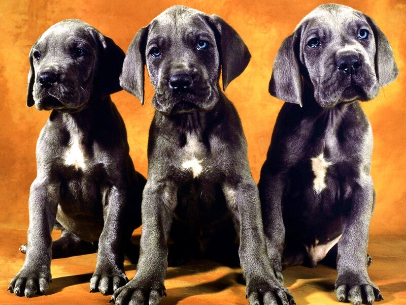 Three Grey Puppies