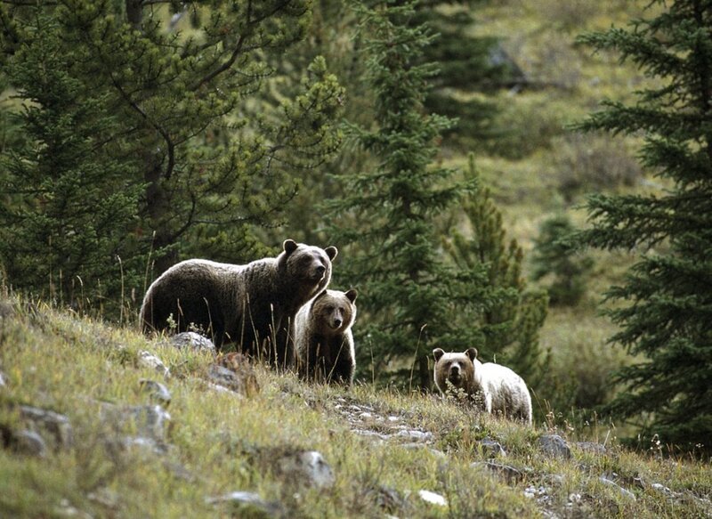 Three Grizzly Bears