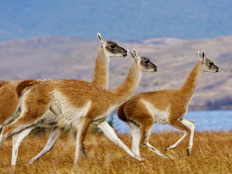 Three Guanacos Running — Brown, Natural
