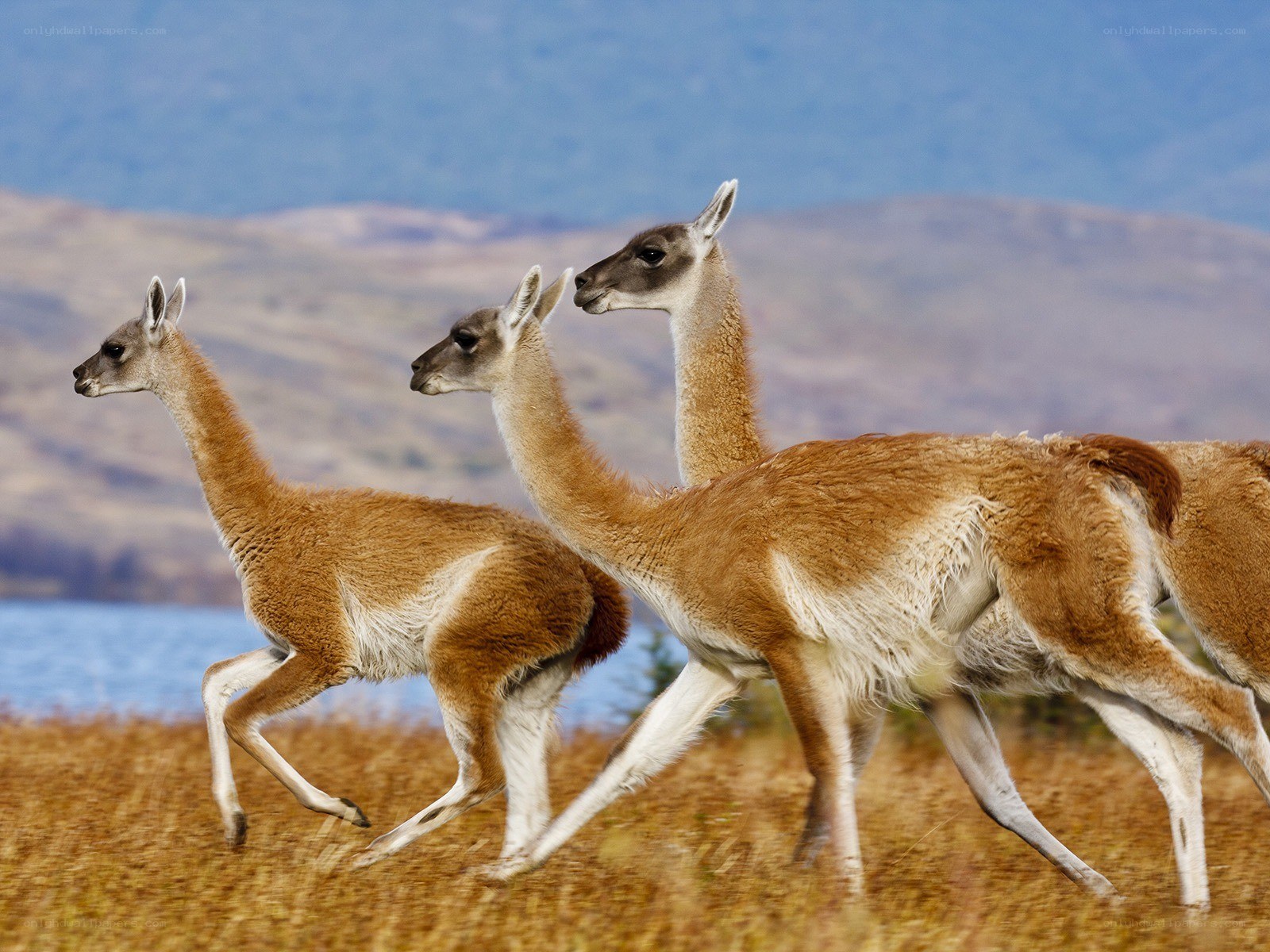 Three guanacos running in field