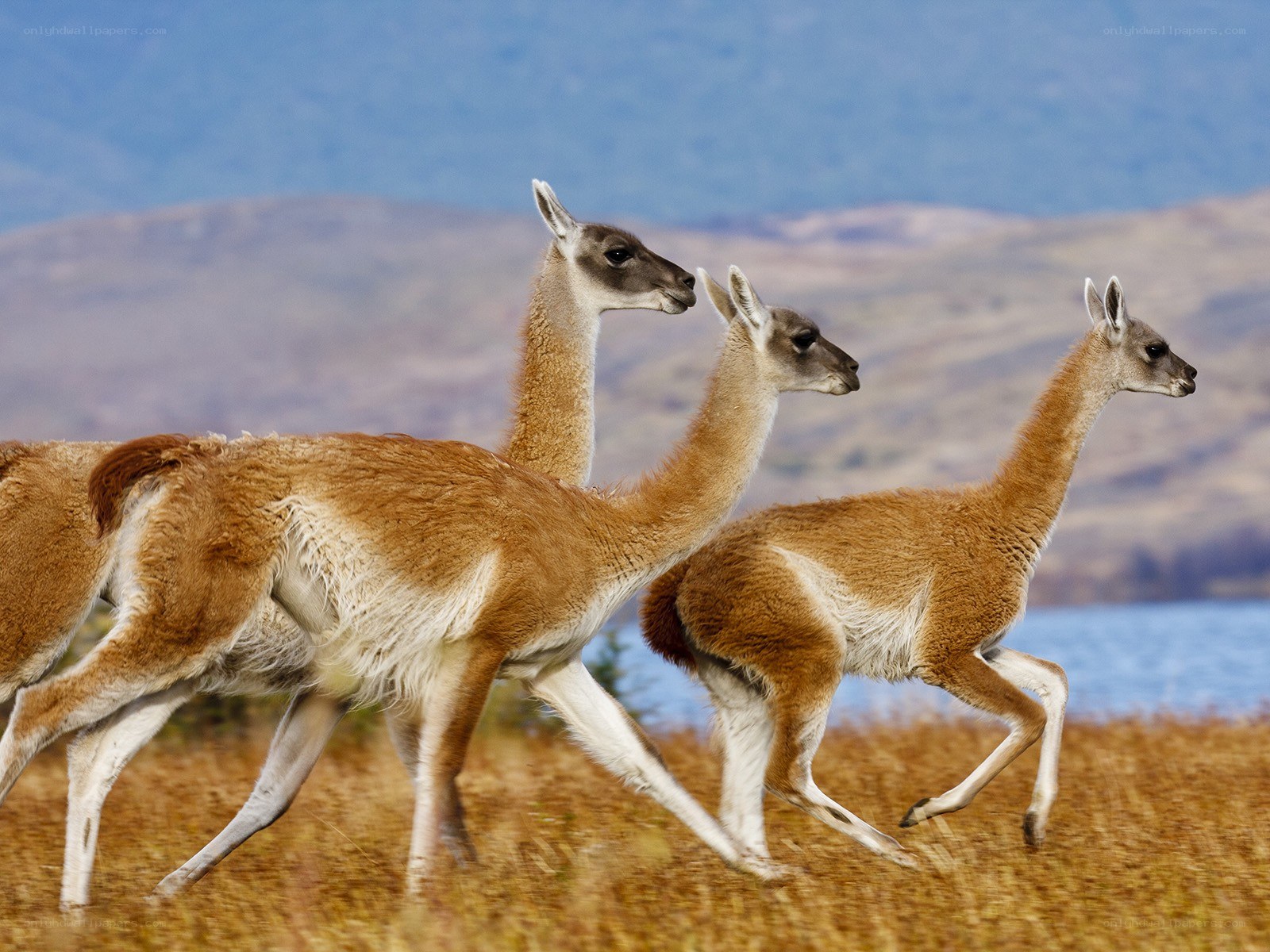 Three guanacos running in field