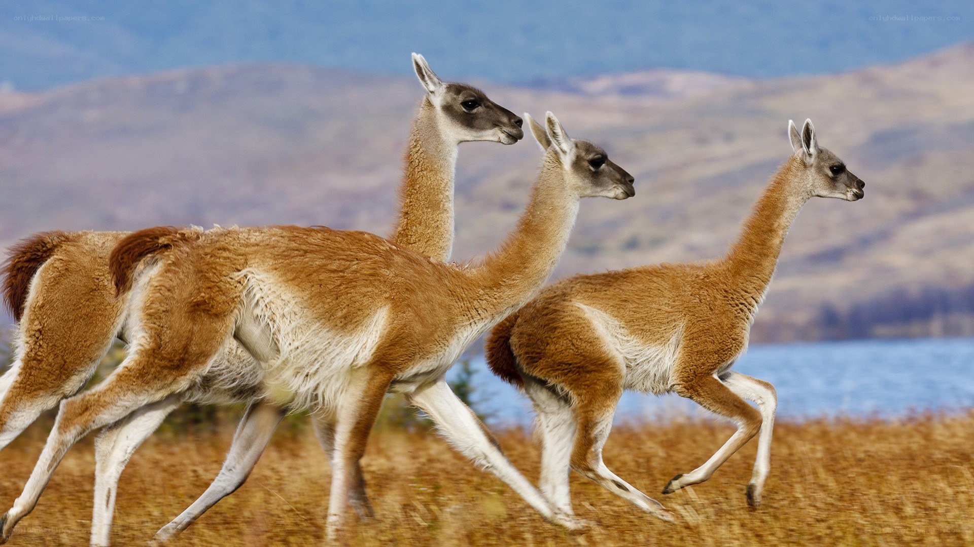 three guanacos running