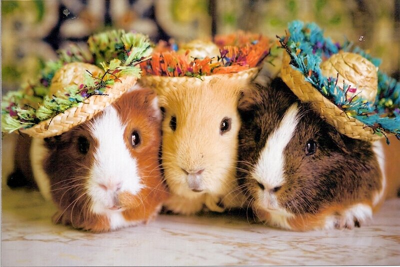 Three Guinea Pigs — Brown