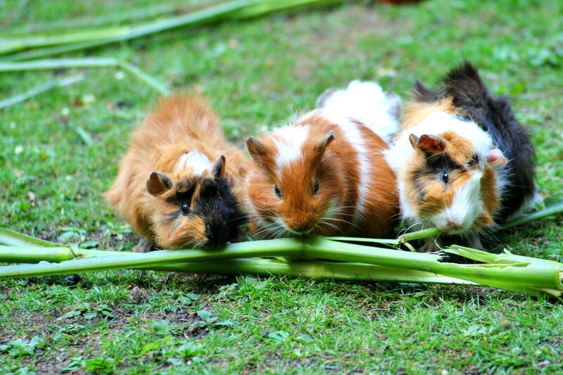 three guinea pigs eating celery