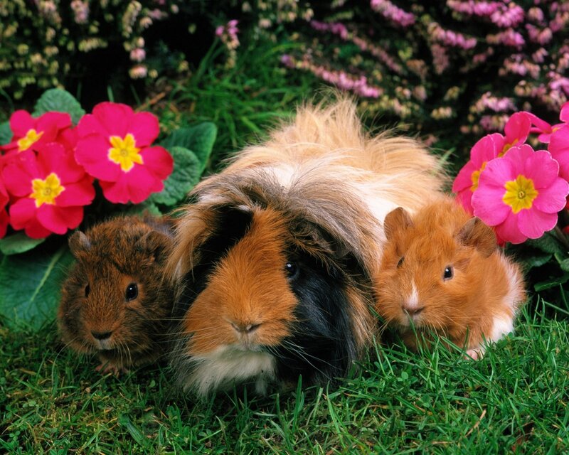 Three Guinea Pigs — Green