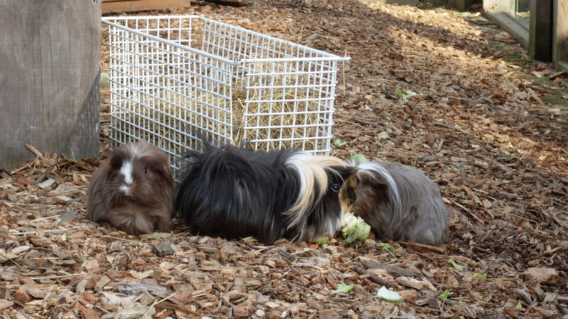 Three guinea pigs in a pen