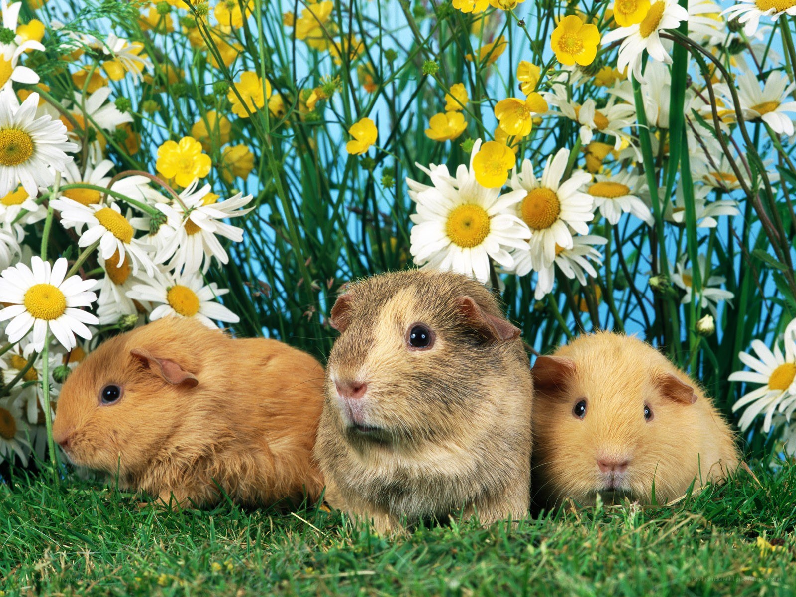 three guinea pigs in flowers