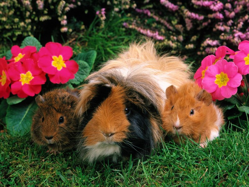 Three Guinea Pigs in Grass — Green