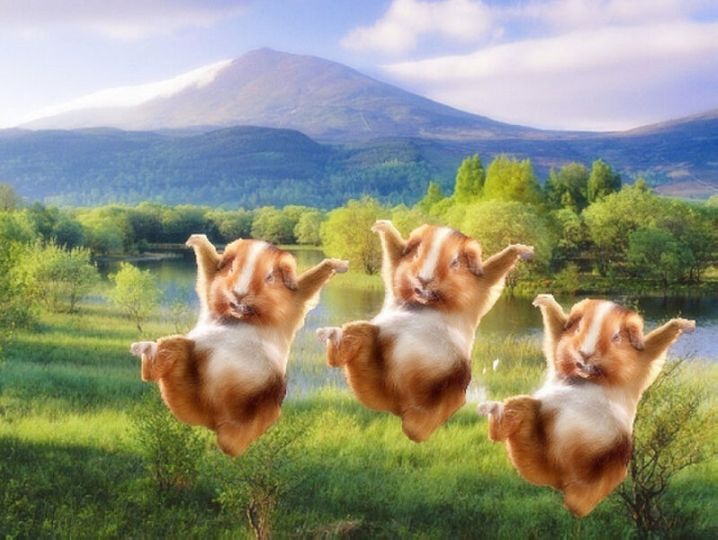 Three Guinea Pigs Jumping