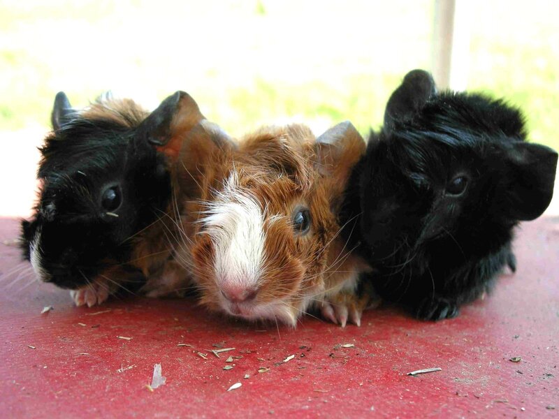 three guinea pigs on red surface