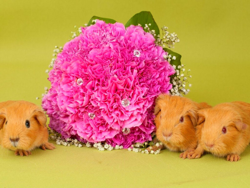 Three Guinea Pigs — Pink