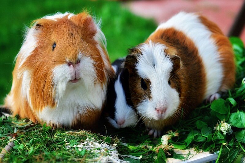 Three Guinea Pigs