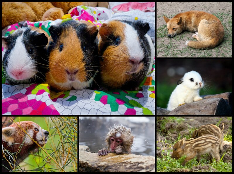 Three Guinea Pigs — White