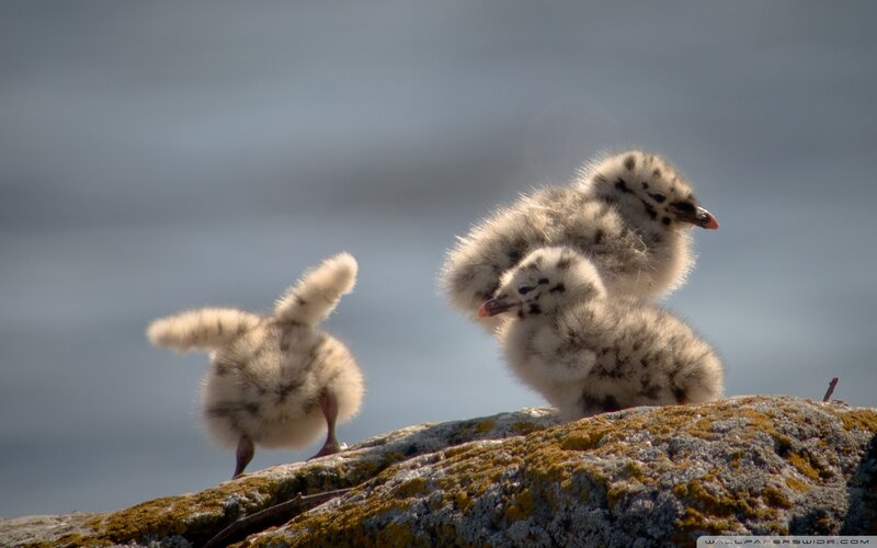 Three Gull Chicks