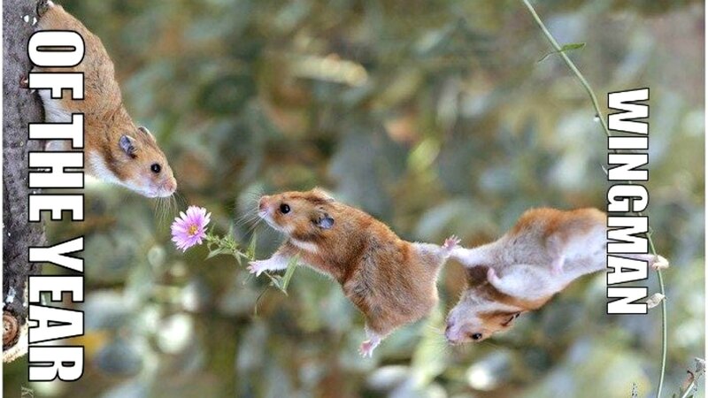 Three Hamsters in Mid-air