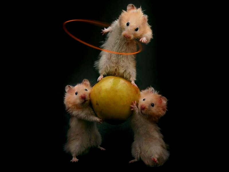 Three Hamsters on Apple — Black