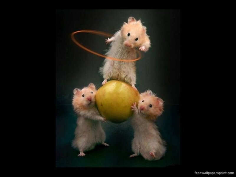 Three Hamsters on Apple