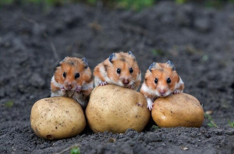 Three Hamsters on Potatoes