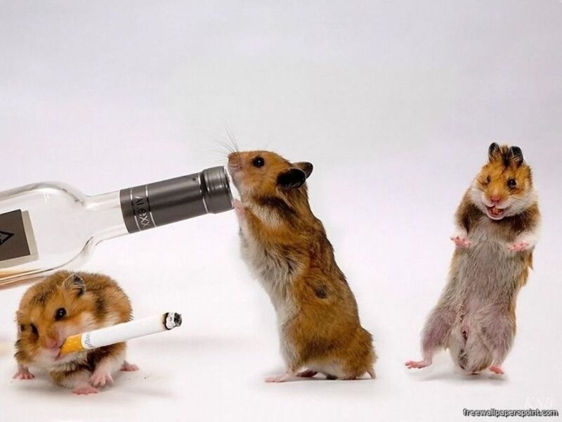 Three Hamsters with Objects — Brown