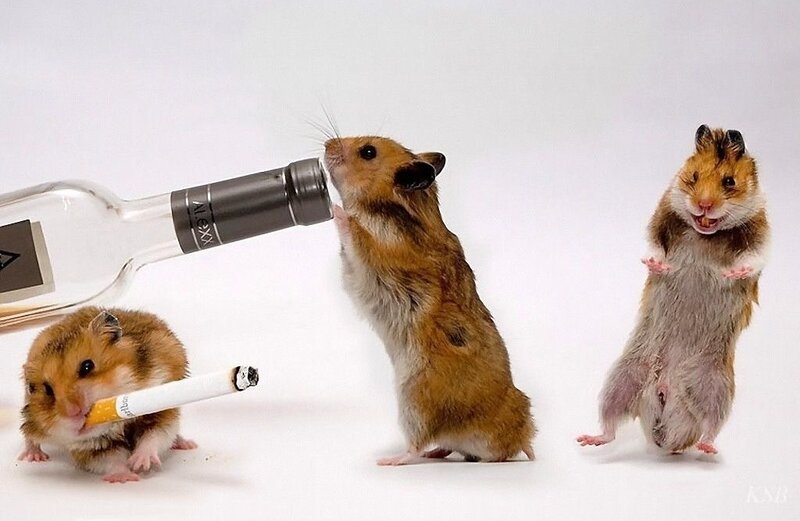 Three Hamsters with Objects