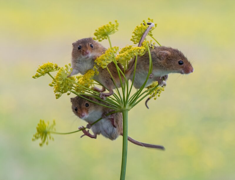 Three Harvest Mice on Flower