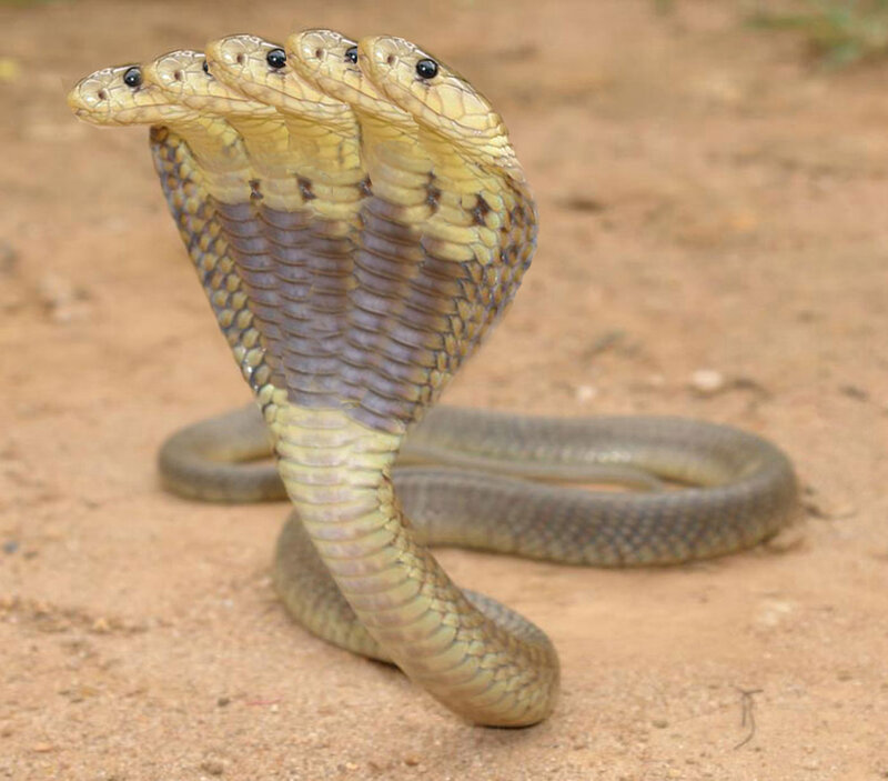 three-headed cobra snake