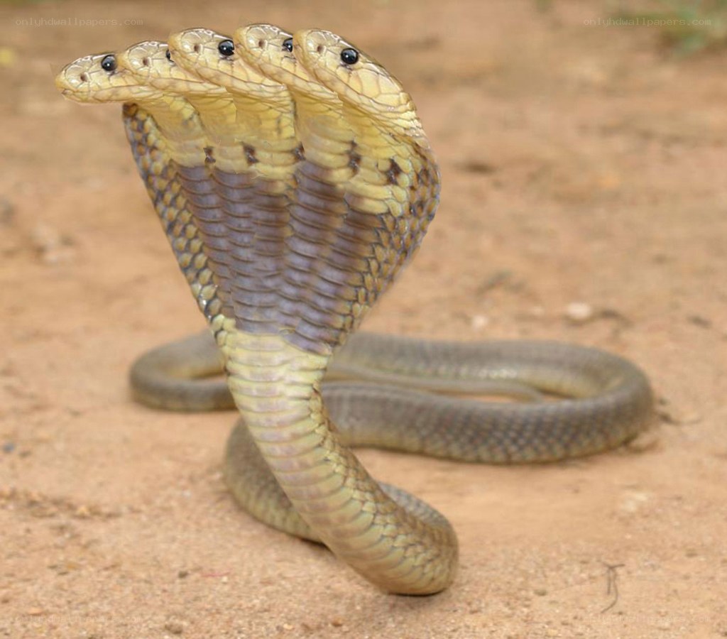 three-headed cobra snake