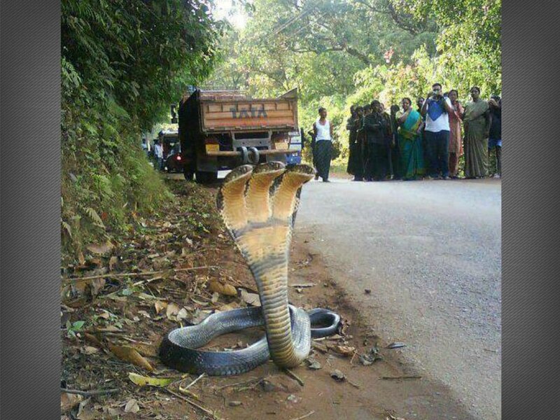 Three-headed Cobra