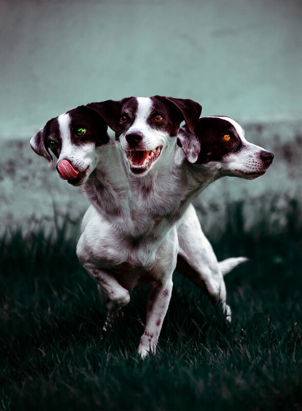 Three-headed Dog — Black, Dramatic, Digital Art, Grass