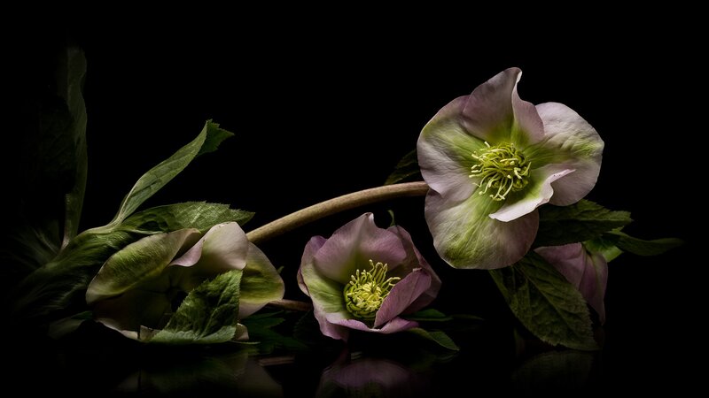 Three Hellebore Flowers