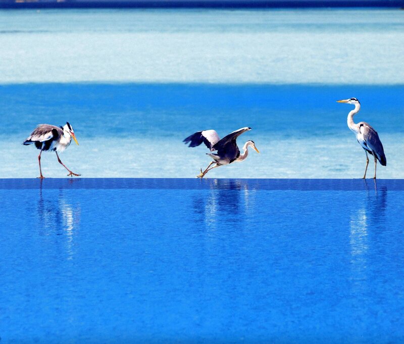 Three Herons on Water