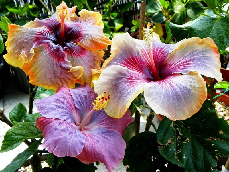 Three Hibiscus Flowers — Purple