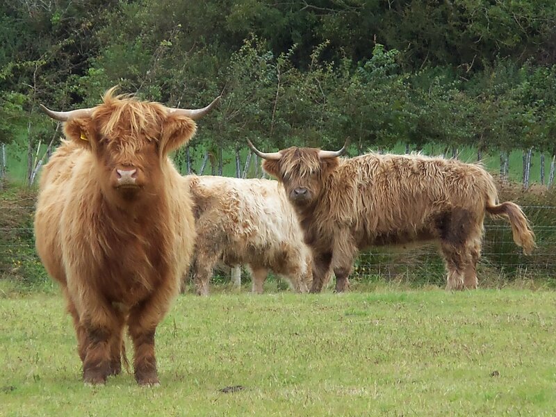 Three Highland Cattle in Field