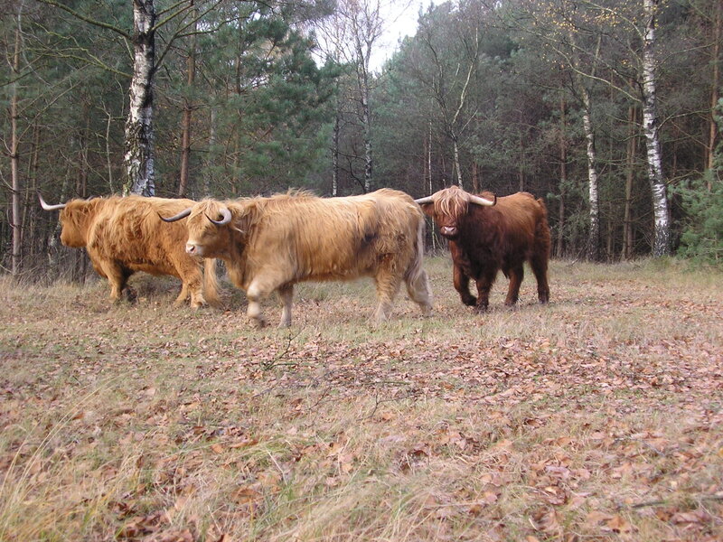 Three Highland Cattle