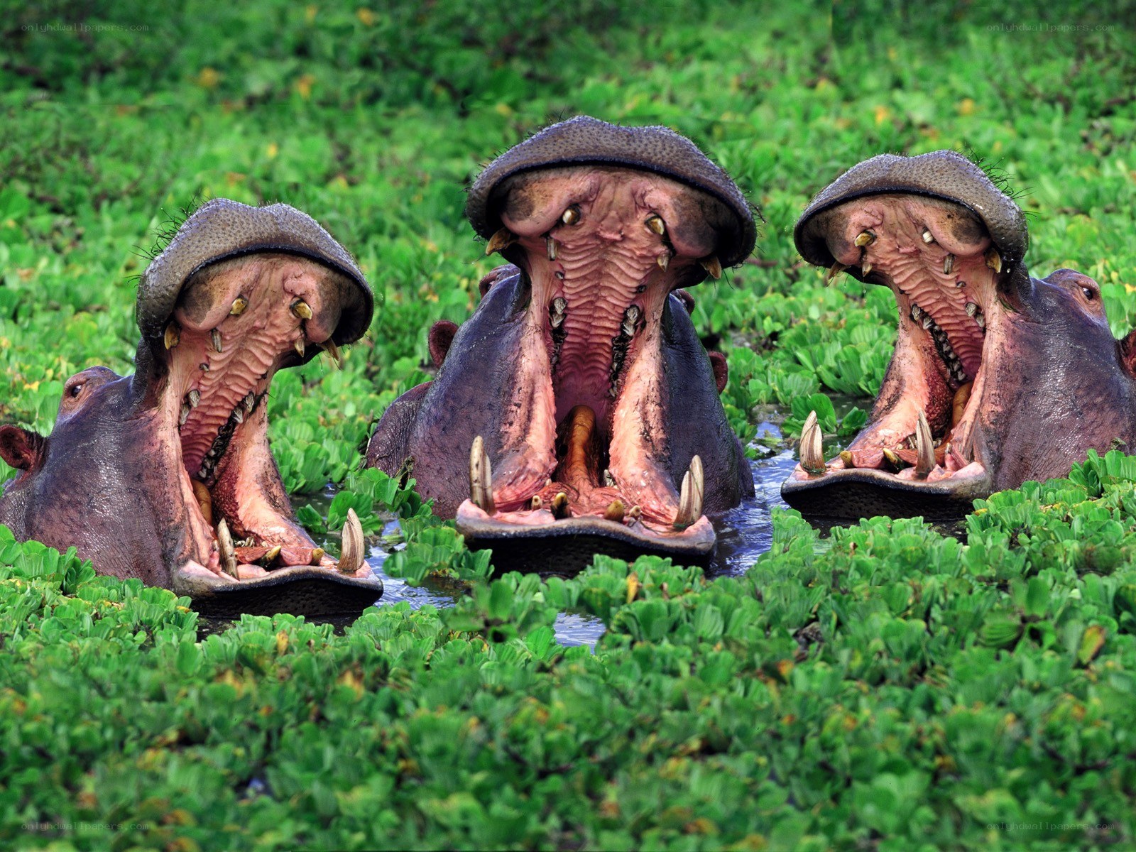 Three hippos with open mouths