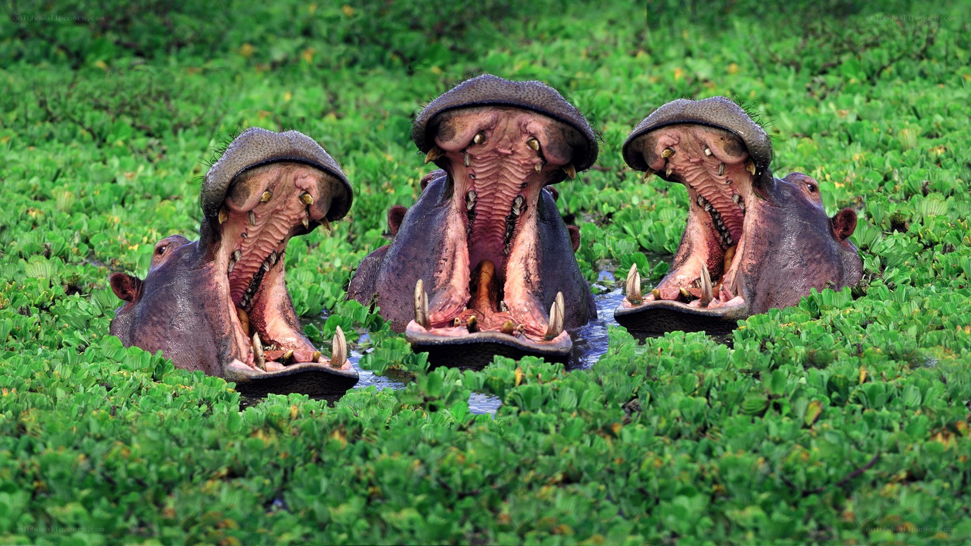 Three hippos with open mouths