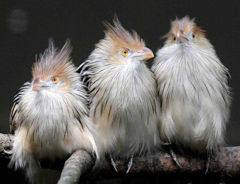 Three Hoatzin Birds