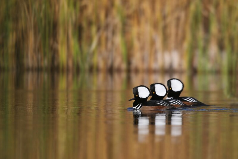 Three Hooded Mergansers