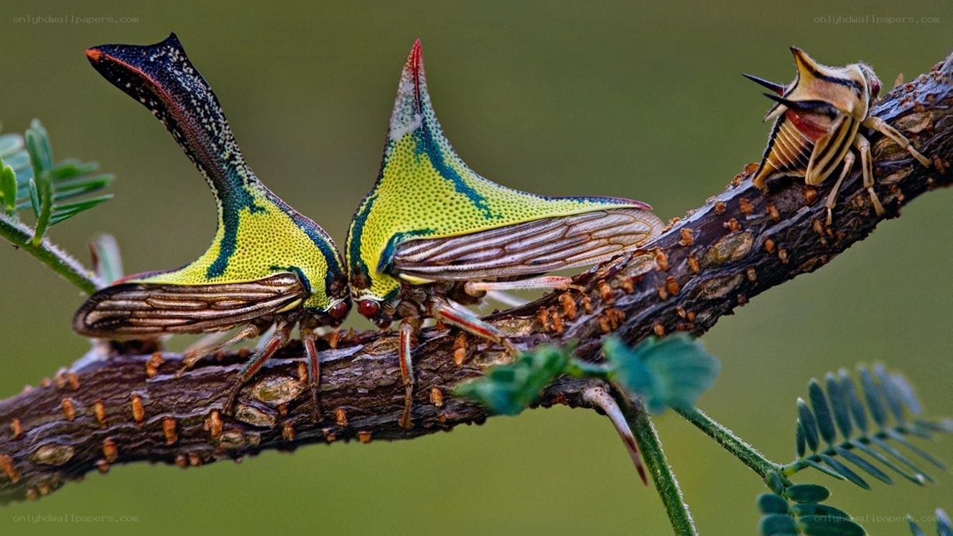 Three horned treehoppers on a branch