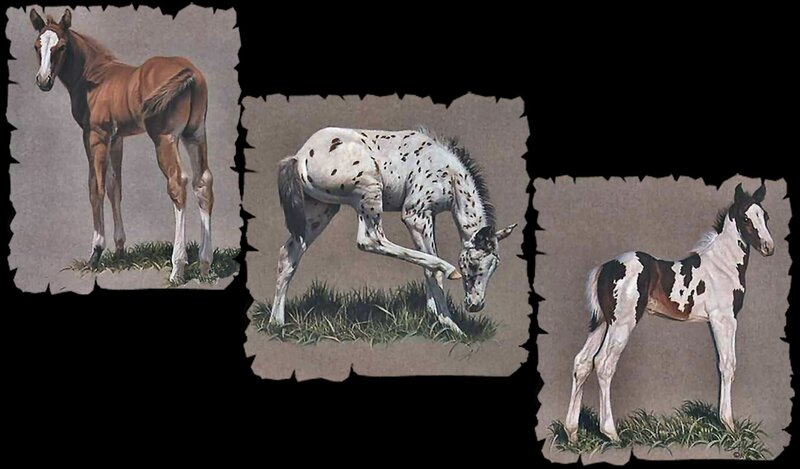 Three Horse Foals