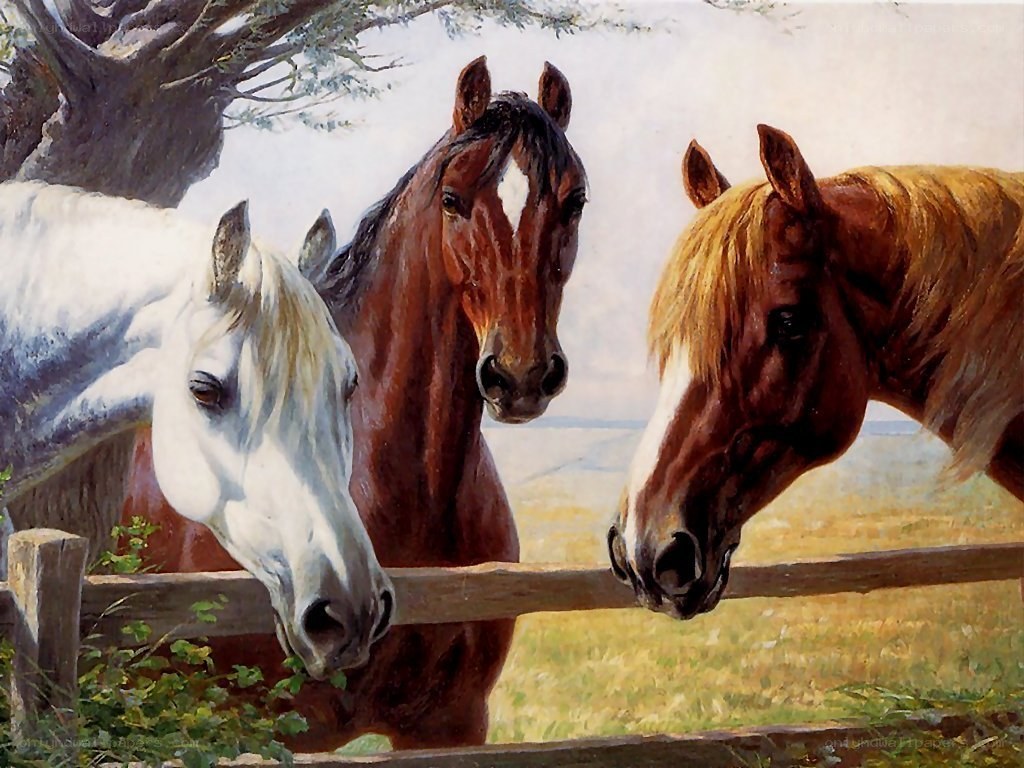 Three horses at a fence