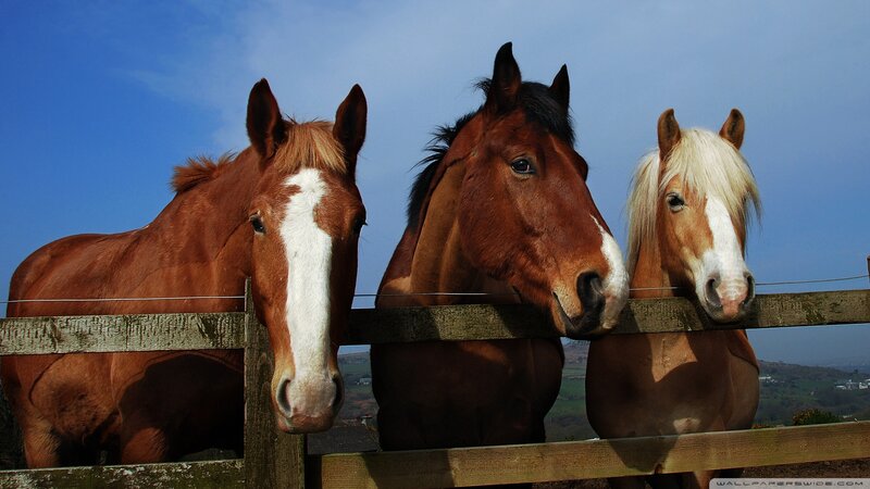 Three Horses at Fence — Brown, Calm