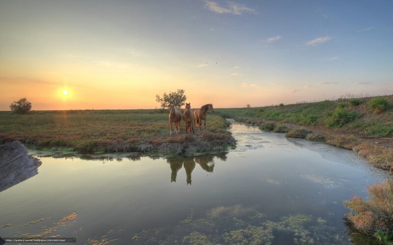 Three Horses by River — Blue, Serene