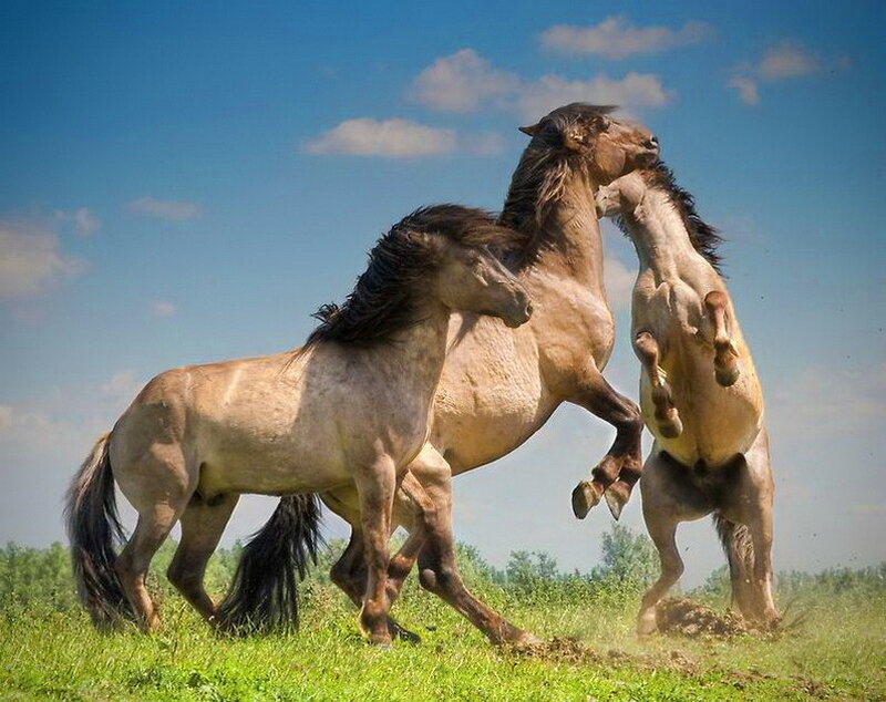 Three Horses Fighting