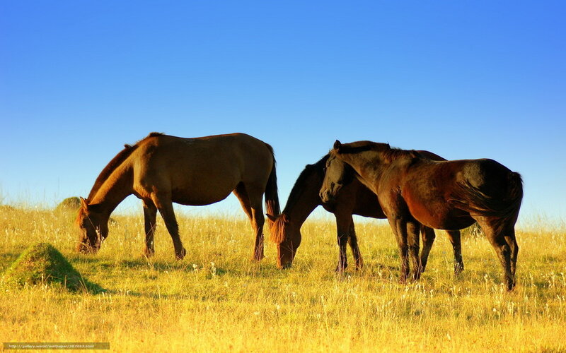 Three Horses Grazing — Blue, Serene, Afternoon