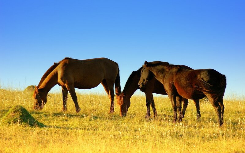 Three Horses Grazing — Blue, Serene, Sunset