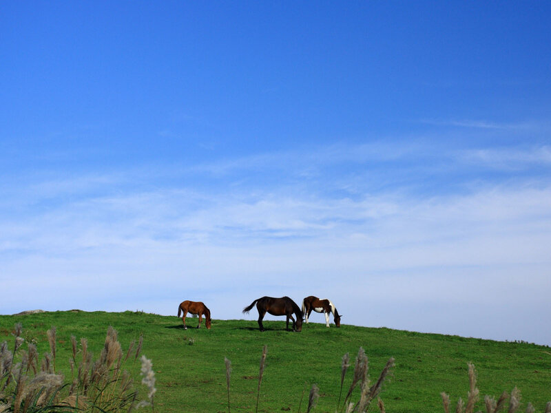 Three Horses Grazing — Blue
