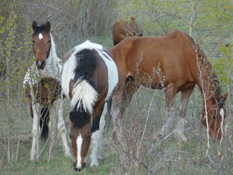 Three Horses Grazing — Brown, Calm